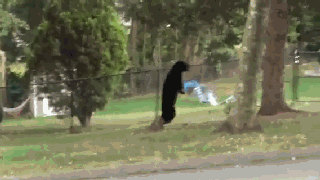 狗熊直立行走在小区遛弯 原因没有右前腿 2张图片