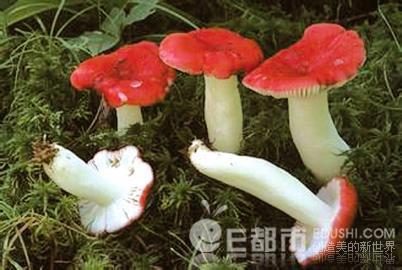 在煮野蘑菇时,放几根灯芯草,些许大蒜或大米同煮,蘑菇煮熟,灯芯草变成